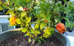 Carolina Reaper Hot Pepper