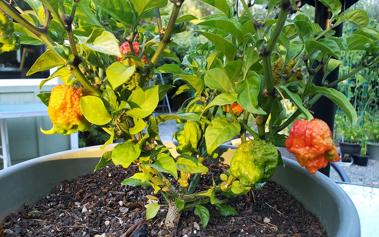 Carolina Reaper Hot Pepper