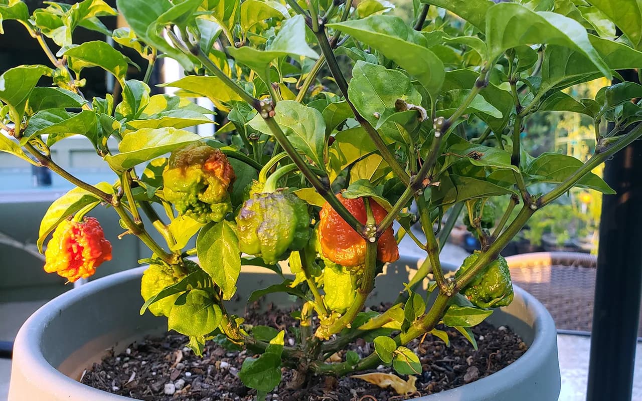 Chile Carolina Reaper