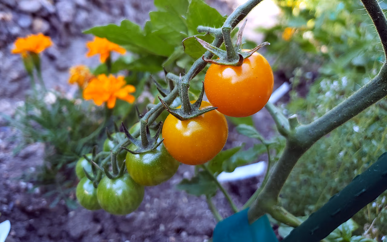 Tomates cherry Sungold