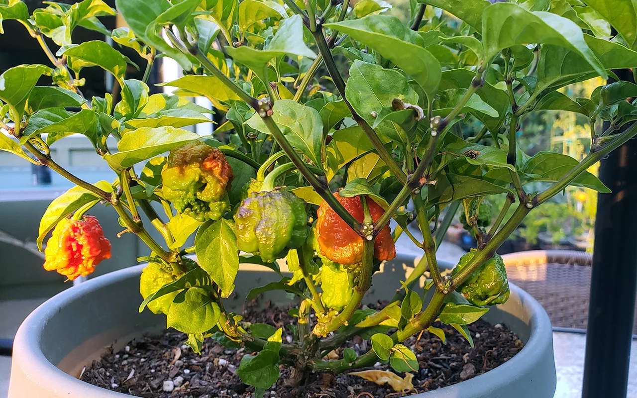 Carolina Reaper Hot Pepper