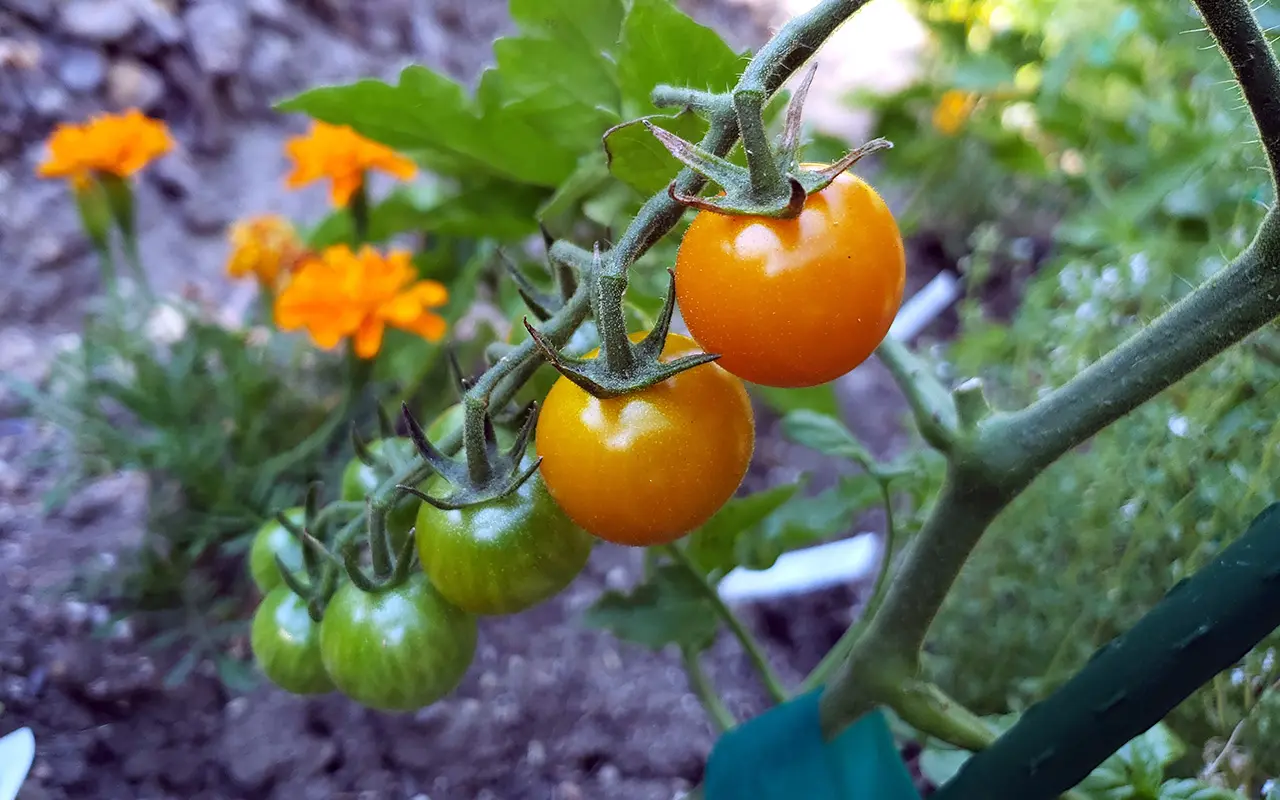 Sungold Cherry Tomatoes